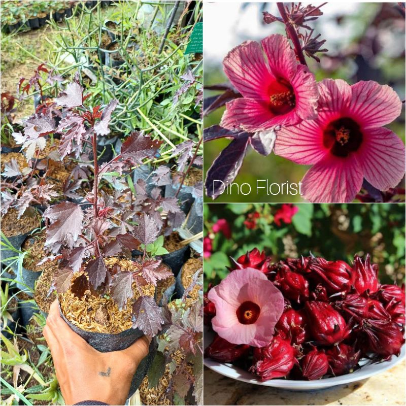 Tanaman Herbal Hibiscus Acetosella Red Panama / Rosella Merah