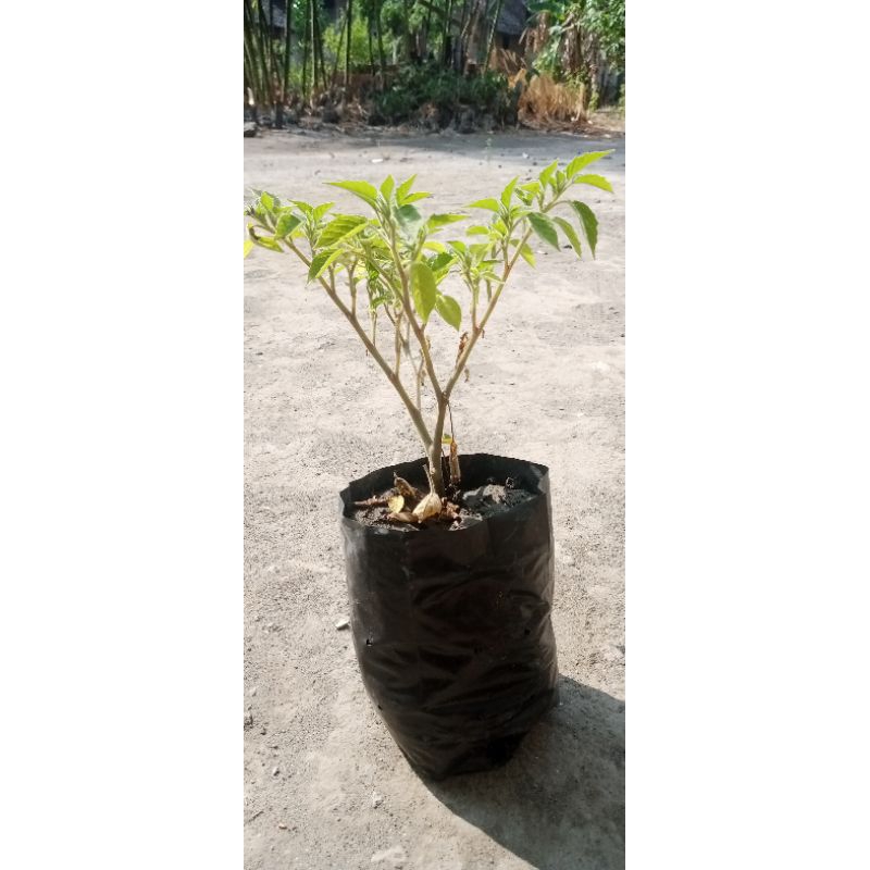 bibit ciplukan