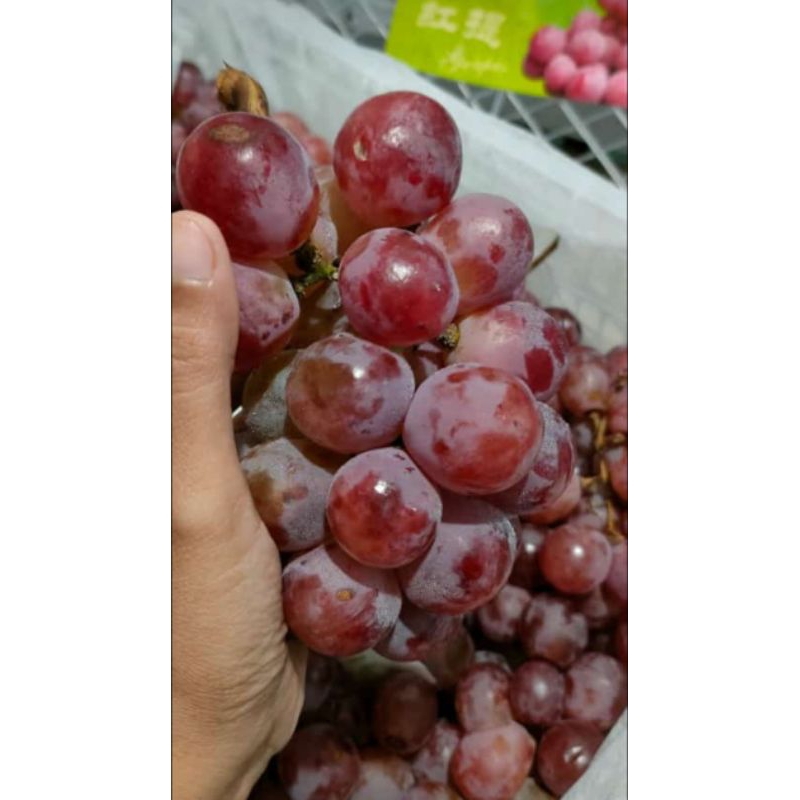 

Buah Anggur Red Globe