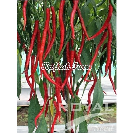 Benih 10 Biji Cabe Keriting PHOENIX 55