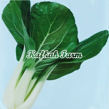 Benih 50 Biji Pak Choy WHITE