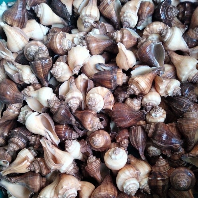 Cangkang kerang laut Onem kecil - 1 kg