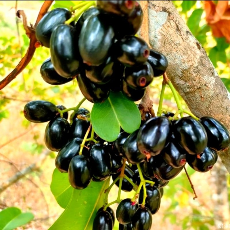 

Buah jamblang duwet juwet 250 gr buah langka eksotis dan buah salam