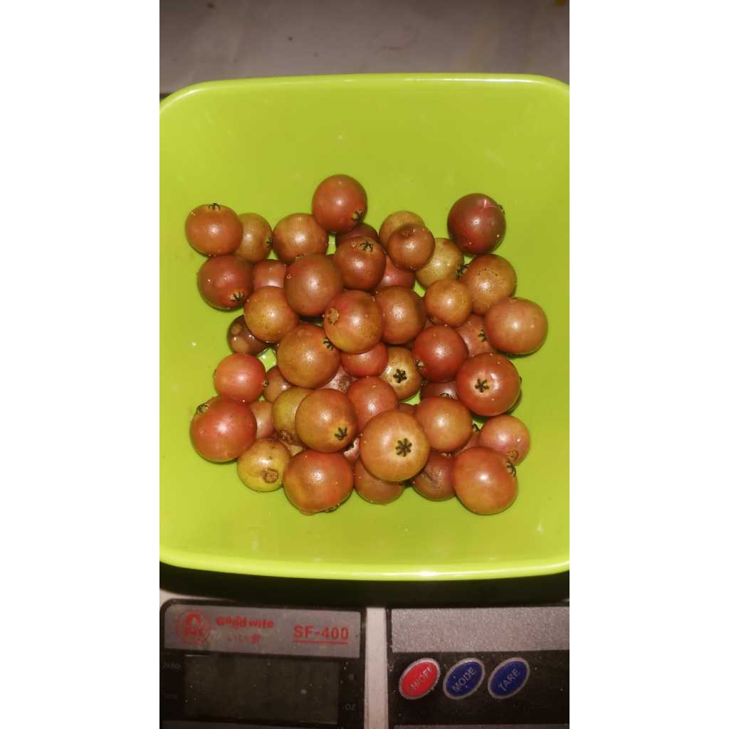 

Buah Kersen / Buah Keres Matang segar