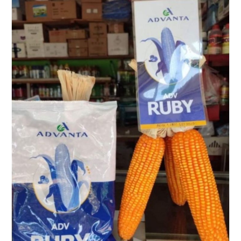 Benih jagung ADV Ruby 1kg