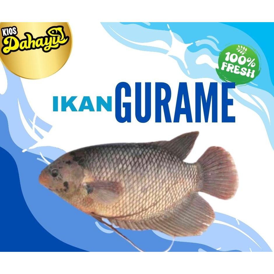 

IKAN GURAME SEGAR 1kg