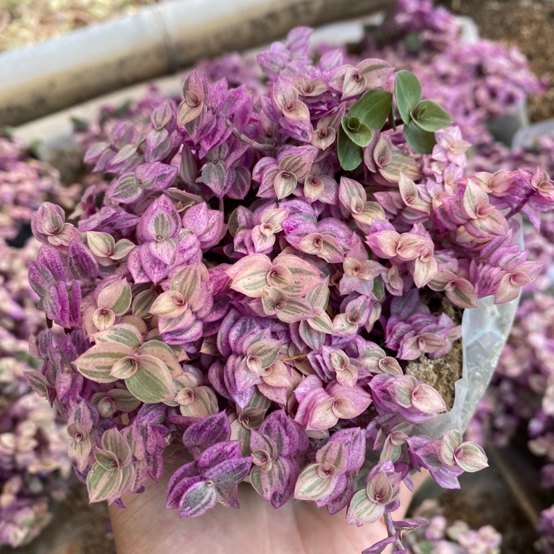 Callisia pink lady kribo variegata tanaman gantung