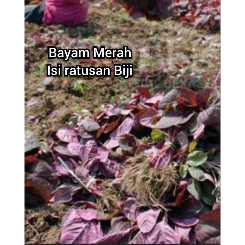 Bayam Merah Biji