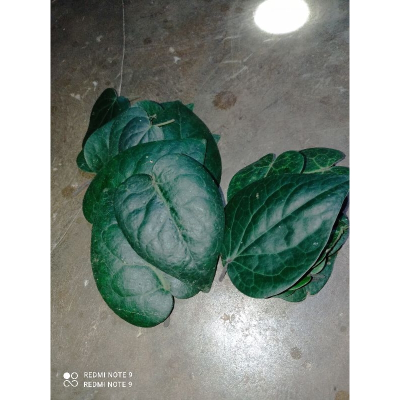 daun sirih hitam asli hutan 50 lembar seger