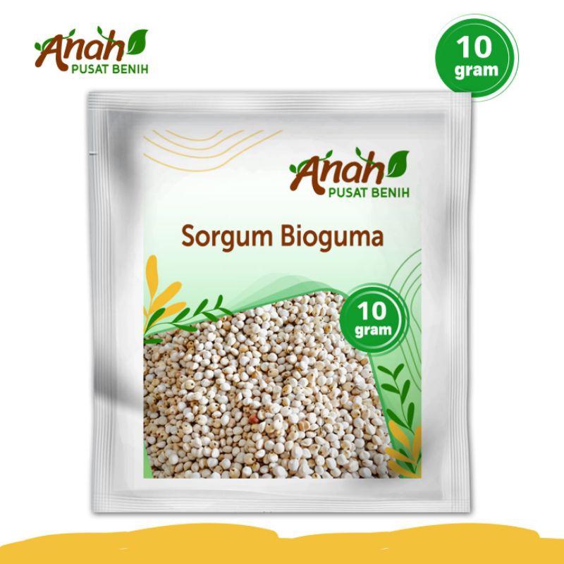 Benih sorgum bioguma 10 gram / bibit pakan ternak