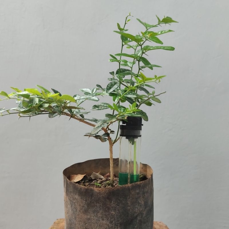 Bonsai Bahan Jeruk Kingkit