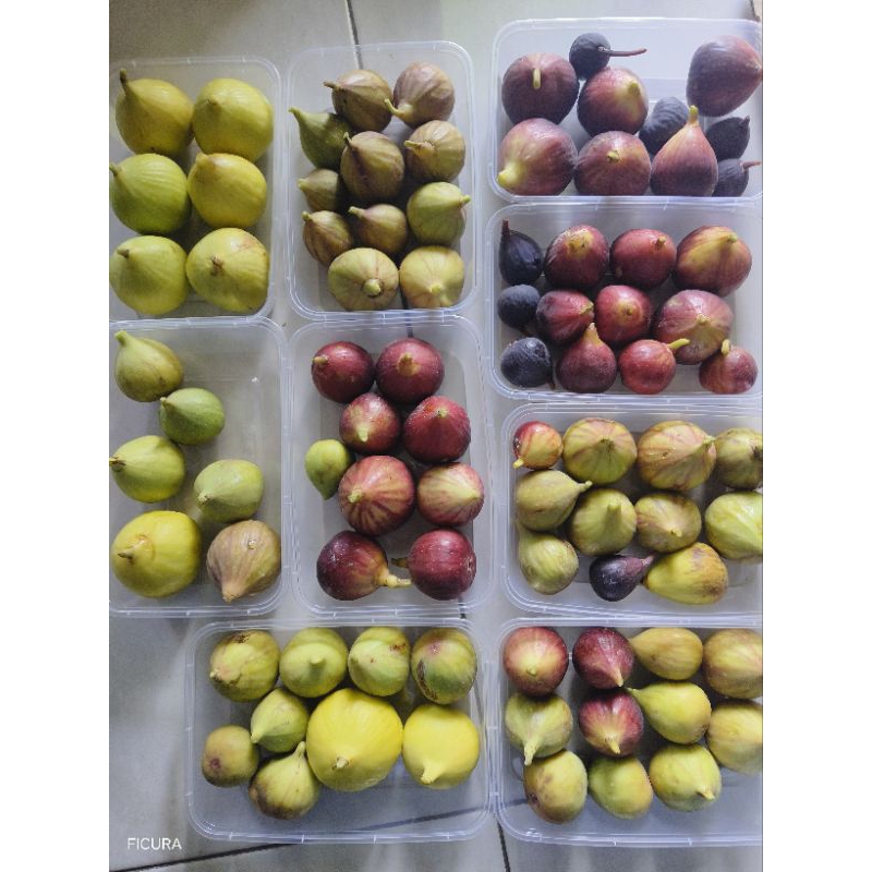 

Buah Tin Segar 200gr | fresh petik