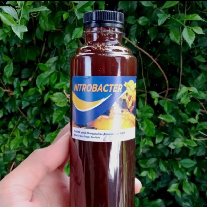 Nitrobacter Original Probiotik Kolam Koi