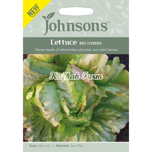 Benih 50 Biji LETTUCE Red Iceberg