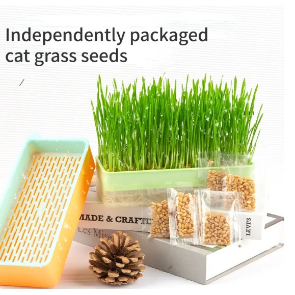 Benih Rumput Kucing Bibit Rumput Kucing Cat Grass Wadah Tanam Rumput Gandum
