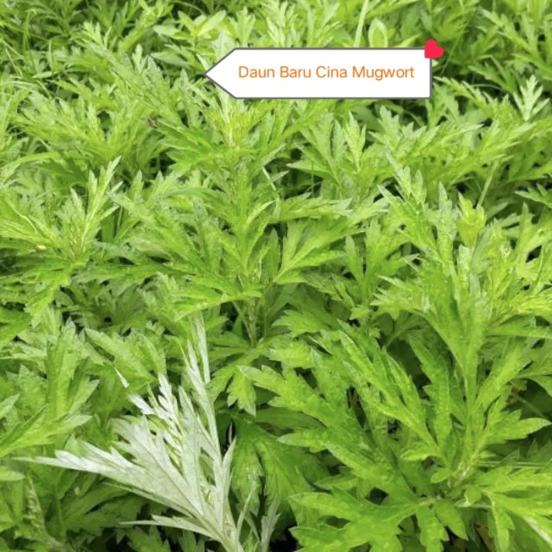

DAUN BARU CINA MUGWORT / DAUN NGEH LOKAT MALA ASLI SEGAR