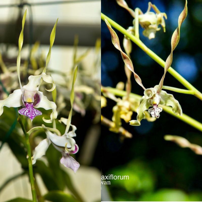 Den antennatum 'longhorn' X Den laxiflorum
