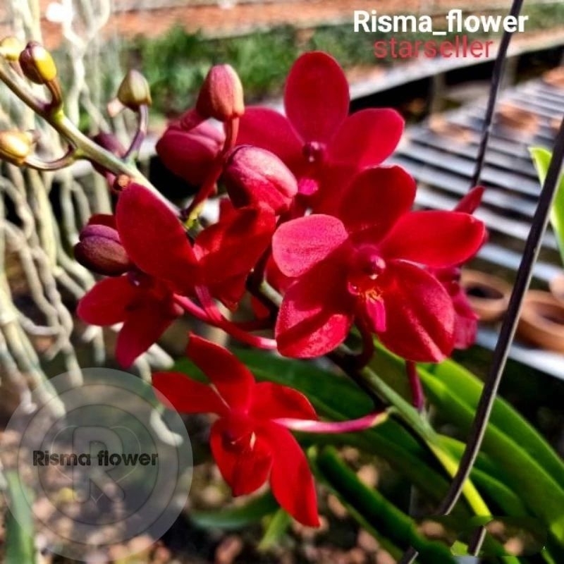 Bunga anggrek dendrobium jumbo merah ( anggrek dewasa ) / pohon anggrek dendrobium jumbo / tanaman anggrek dendrobium dewasa