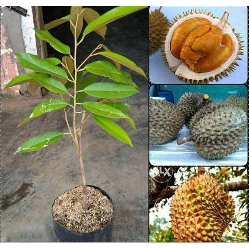 Bibit durian Duri Hitam okulasi