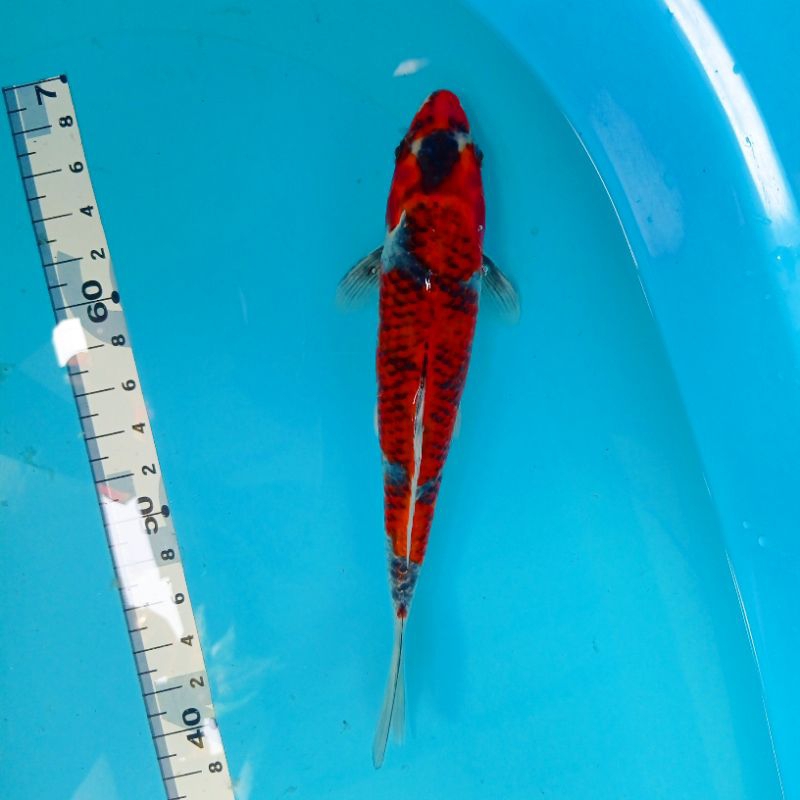 ikan koi blitar goshiki 30 cm