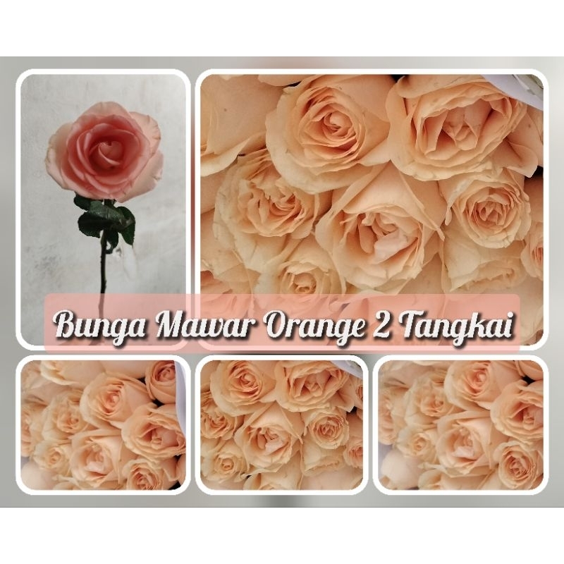 bunga mawar asli segar 20 tangkai mawar potong