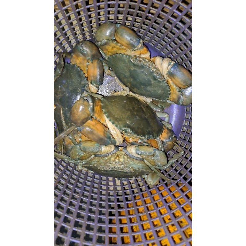 

Kepiting segar