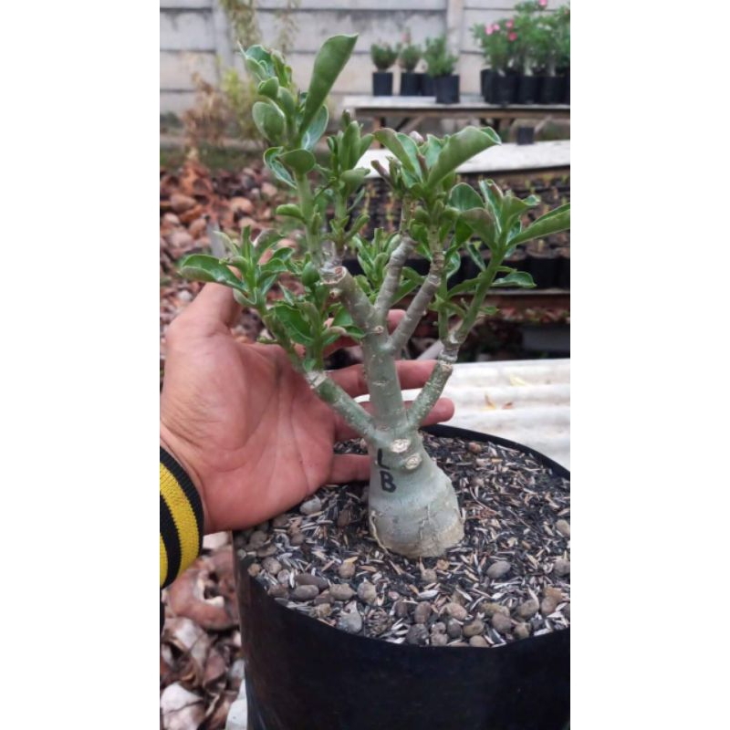 adenium bunga tumpuk size C subur