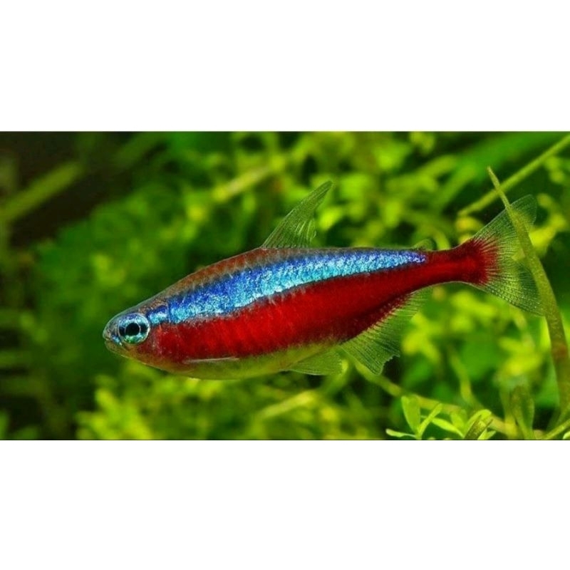 hiasan aquarium paket kardinal 100,black neon 100,rednose berlian 100