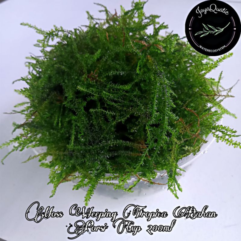 Moss Weeping Tropica Bahan Porsi Cup 200ml - Tanaman Moss/Lumut Aquascape Aquarium Paludarium