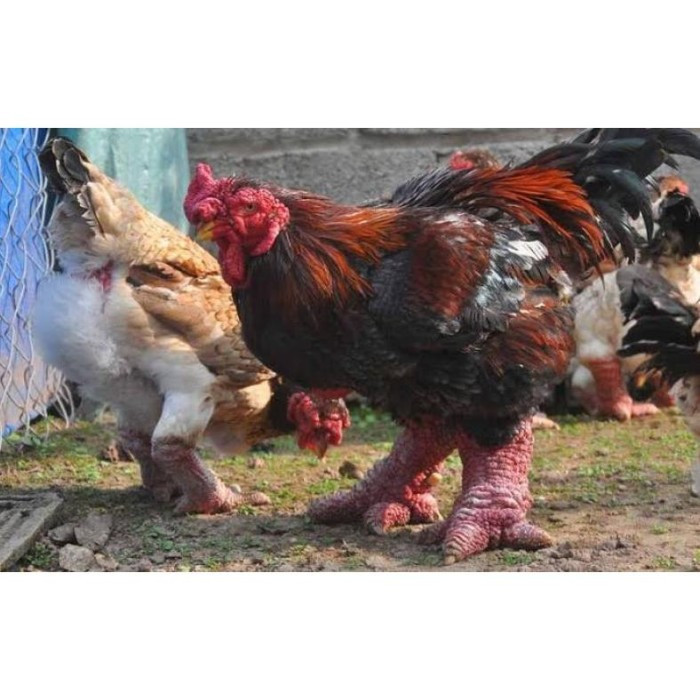 

TELUR FERTIL AYAM HIAS DONG TAO UNTUK DI TETASKAN