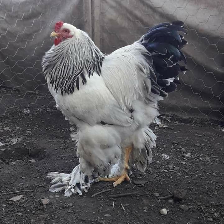 

TELUR AYAM HIAS BRAHMA LARGE UNTUK DI TETASKAN