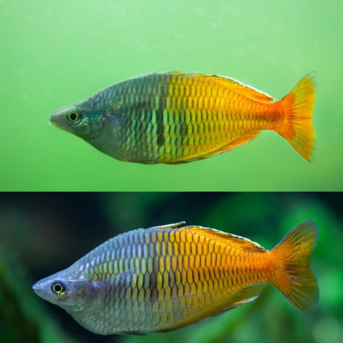 

Extra Packing Rainbow Boesemani PAIR