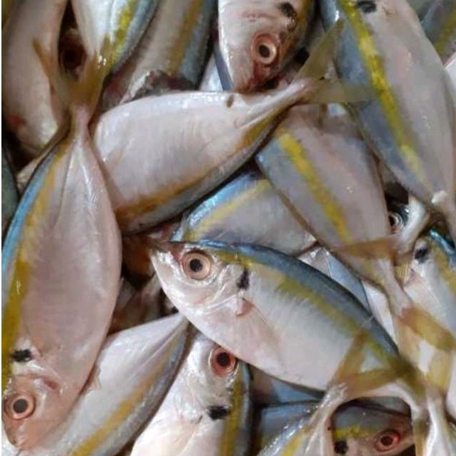 

ikan selar kuning