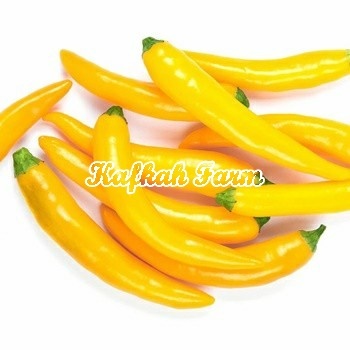 Benih 5 Biji PEPPER Cayenne Golden