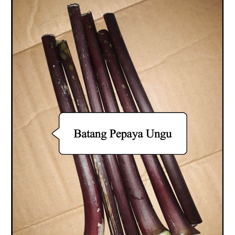 

Batang pepaya wulung batang pepaya ungu P 40 cm isi 10 batang-az