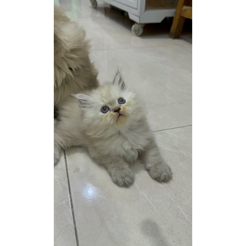 kucing kitten ragdoll mix himalaya lynx point blue eyes longhair