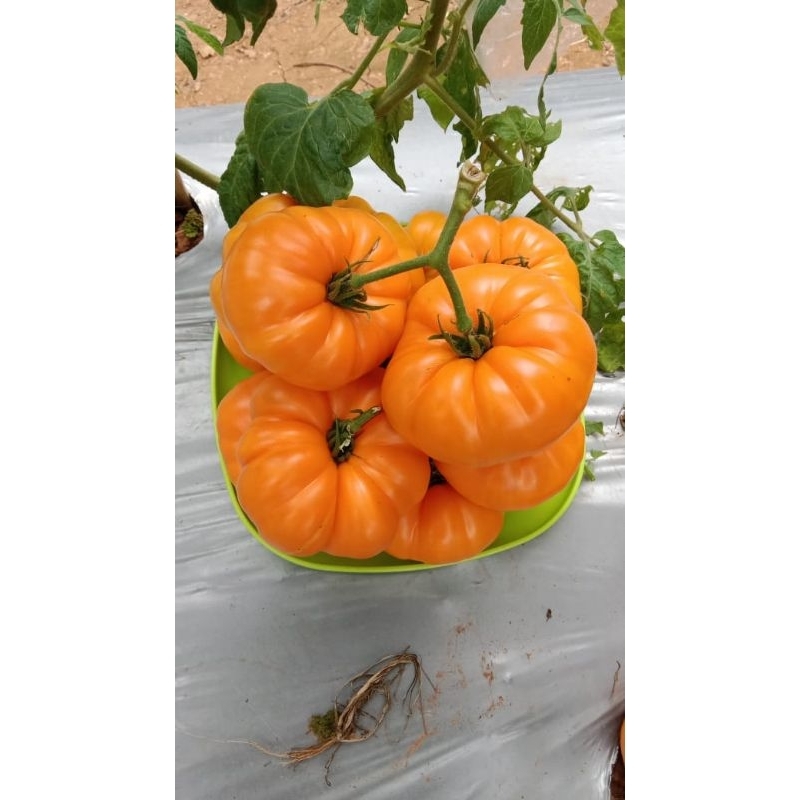 10 Butir Biji Tomat Jumbo , Tomat Beefsteak Amana Orange