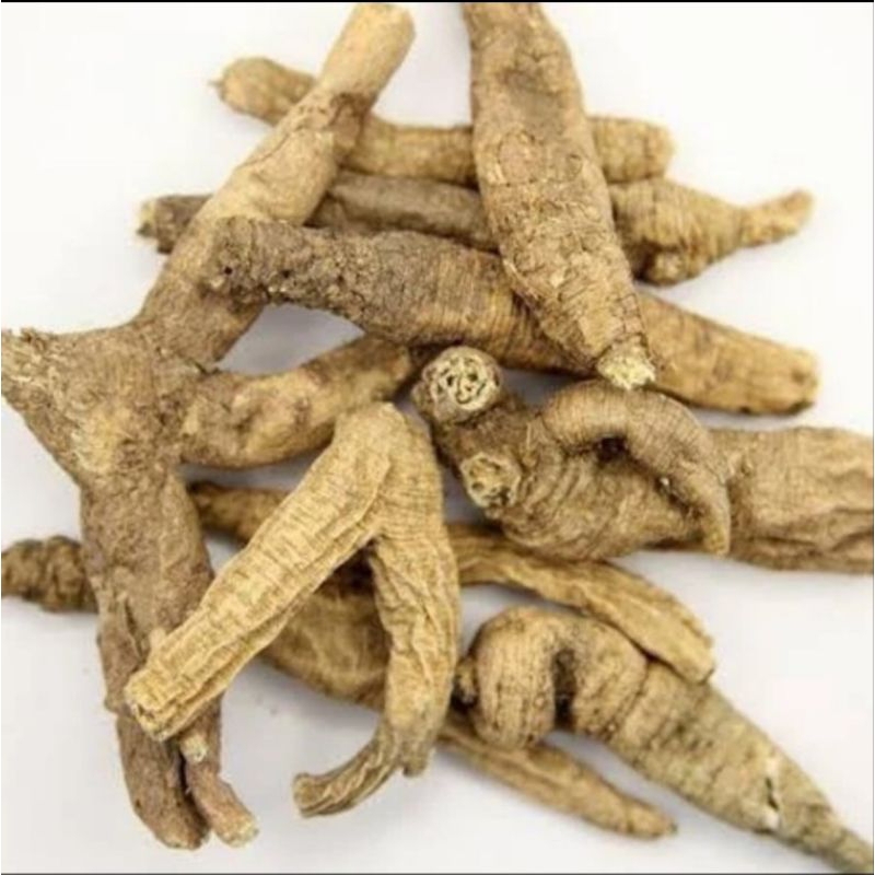 

10 g 50 gr 100 gram 南砂参 Nan Sha Shen Adenophora Tetraphylla