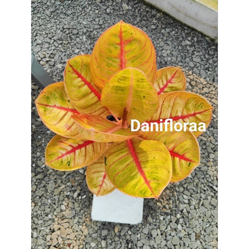 Aglaonema Goliath Induk