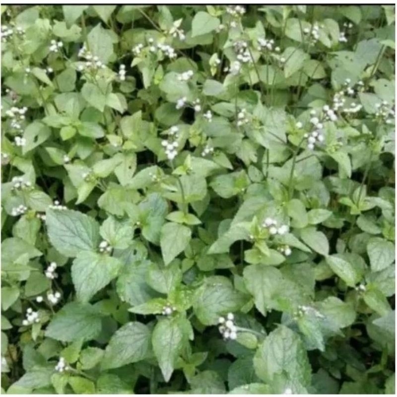 

DAUN BANDOTAN SEGAR 1KG ATASI GERD ASAM LAMBUNG