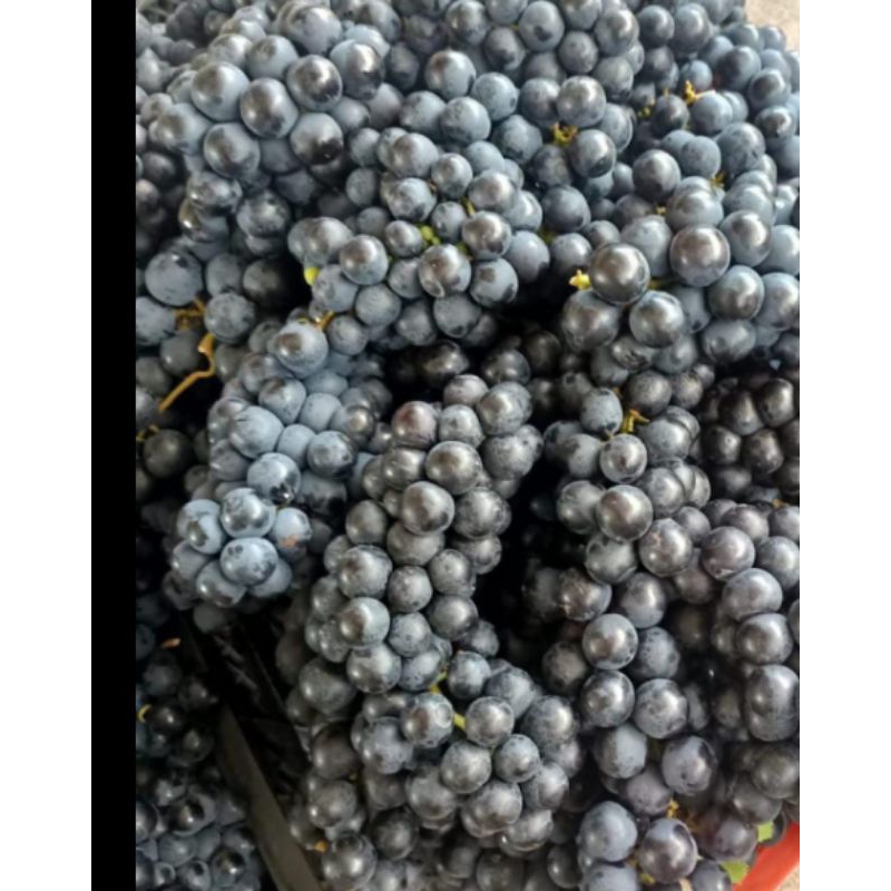 

ANGGUR BALI FRESH 1 KG