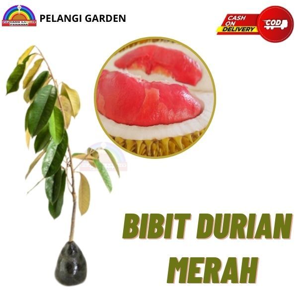 Bibit Durian Merah, Bibit Durian Merah Berkualitas, Bibit Durian Merah Super Manis