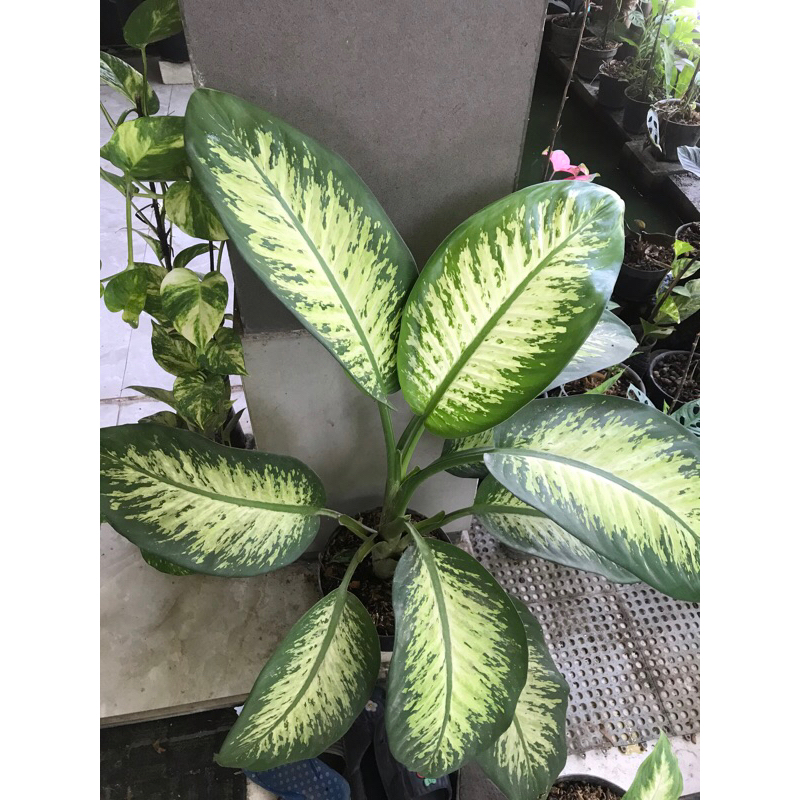 tanaman hias sri rejeki besar