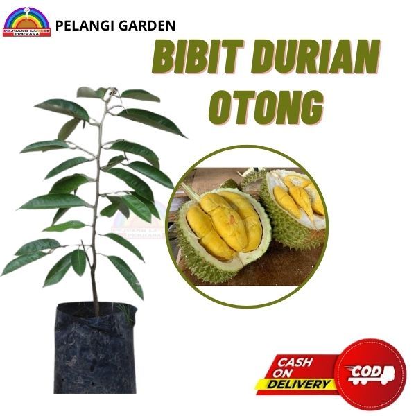 Bibit Durian Montong Super, Bibit Durian Montong Berbuah, Bibit Durian Montong Super Manis