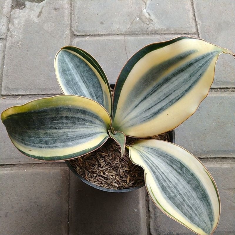 Sansevieria Masoniana Variegata putih
