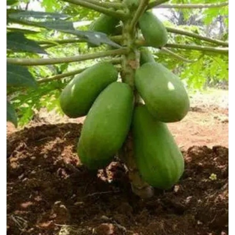 8 biji benih bibit pepaya California super