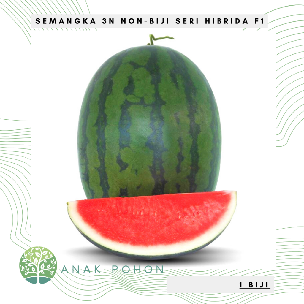 Benih Bibit Biji - Semangka 3N SERI F1 Hibrida Non Biji Seedless Oval Merah Manis Seeds - Toleran Pe