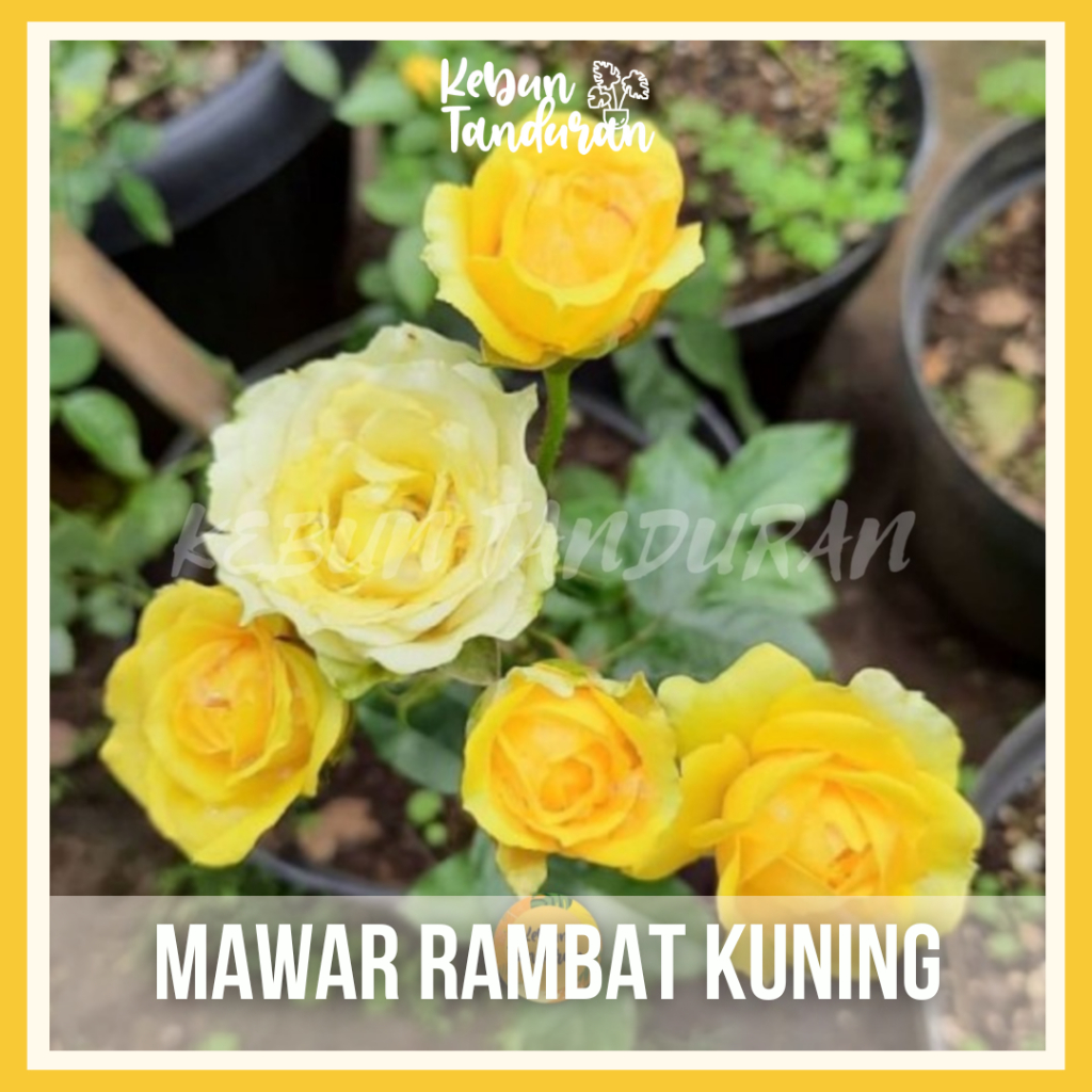 Mawar Rambat Indukan Besar Climbing Rose Aneka Warna