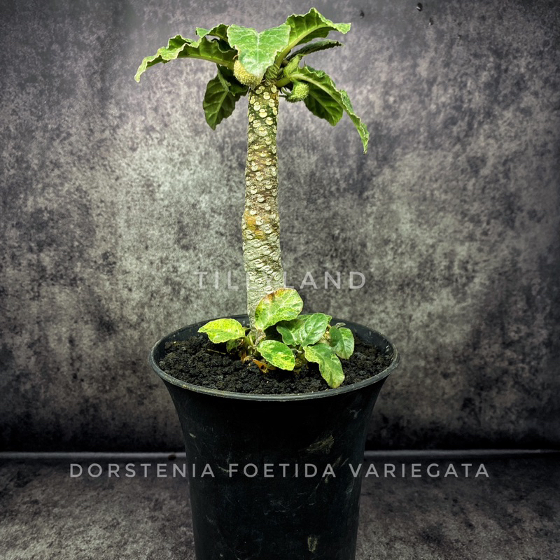 TILLYLAND - Dorstenia Foetida Variegata (Big size)