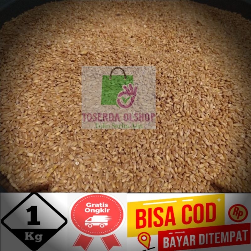 

Biji gandum benih rumput gandum utuh kemasan 1kg